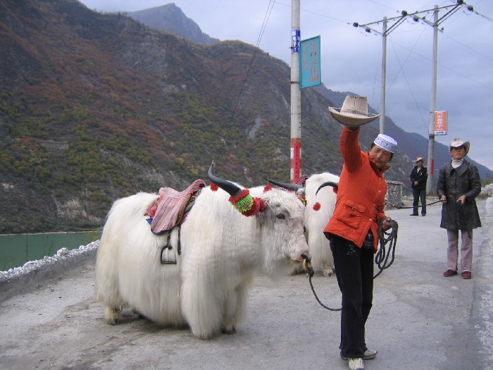 Die eher seltenen weißen Yaks sind beliebte Fotomotive für Touristen