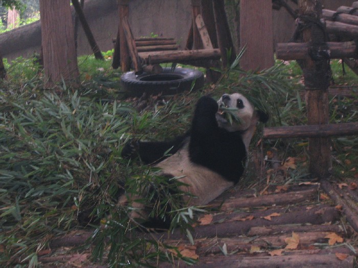 Großer Panda beim beschaulichen Fressen