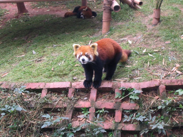Kleiner Panda - die Besucher werden aufmerksam beäugt