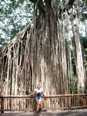 Der Curtain Fig Tree ist der berühmteste Baum Australiens