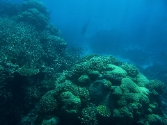 Korallen am Great Barrier Reef