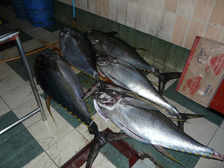 Gelbflossen-Thunfische in der Markthalle